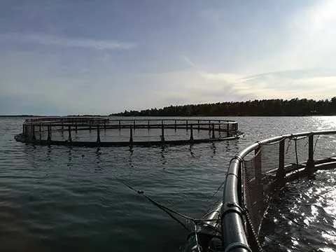 Paras kirjolohi grillissä ja uunissa: lämpötilat, paistoajat ja yleisimmät virheet (tuore vs. savustettu)